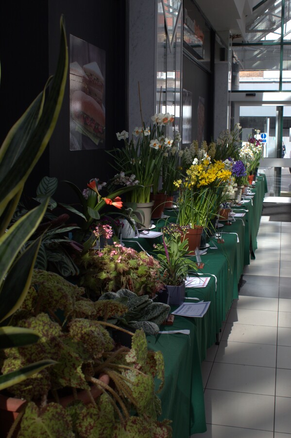 Spring Show 2026 Pot Plants 